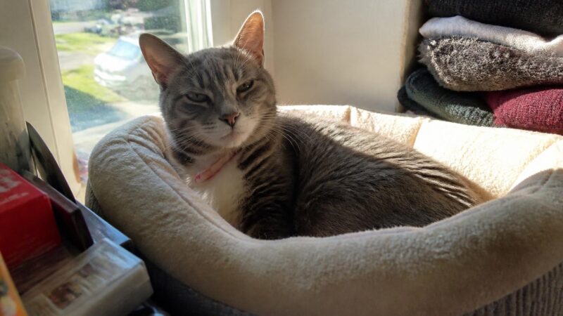 Senior Cat Monthly Care Cost: Reality Check