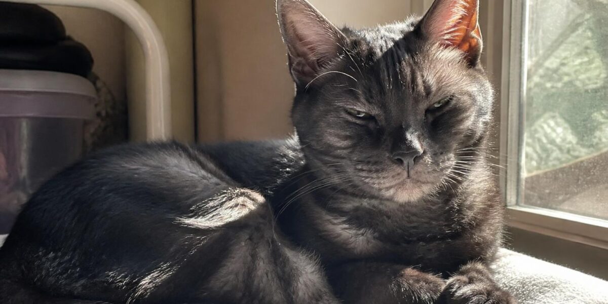 Senior Cat Nutrition: Protein Calories and Aging