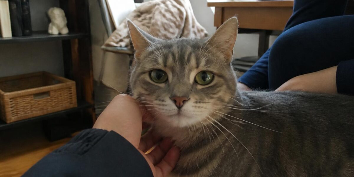 Senior Cat Only Adoption: A Quiet Match for Quiet Homes