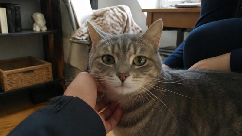 Senior Cat Only Adoption: A Quiet Match for Quiet Homes
