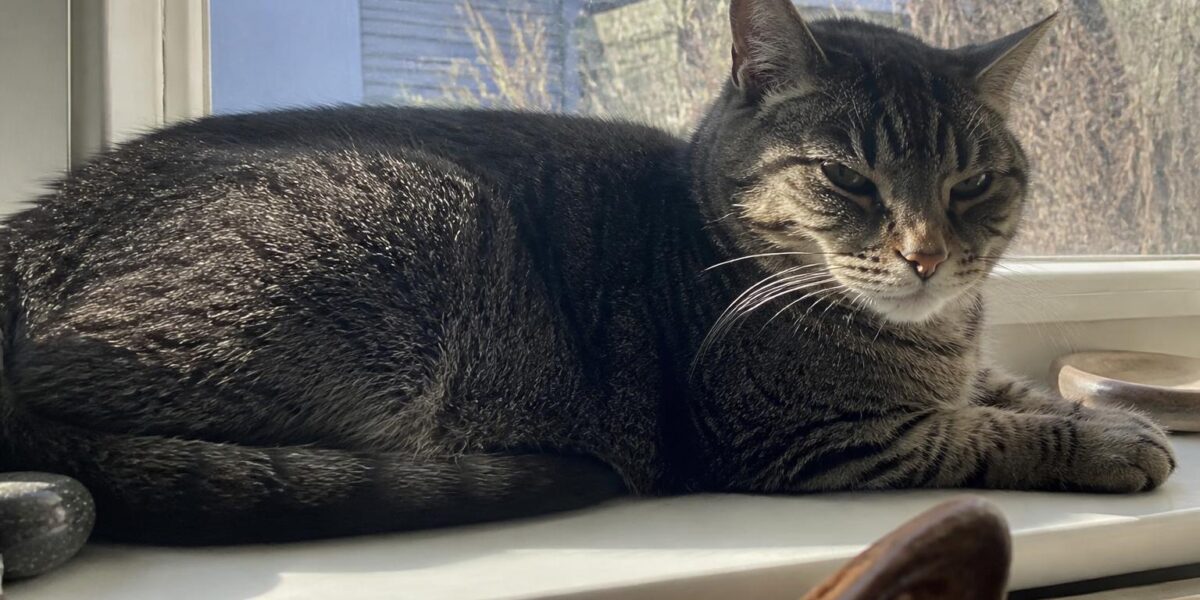 Senior Cat Rescues: Where Older Cats Go
