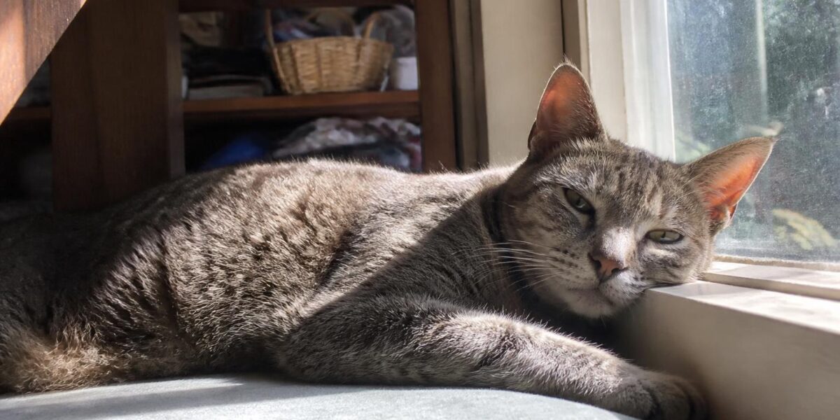 Senior Cat Vision Loss: Helping Older Cats Cope