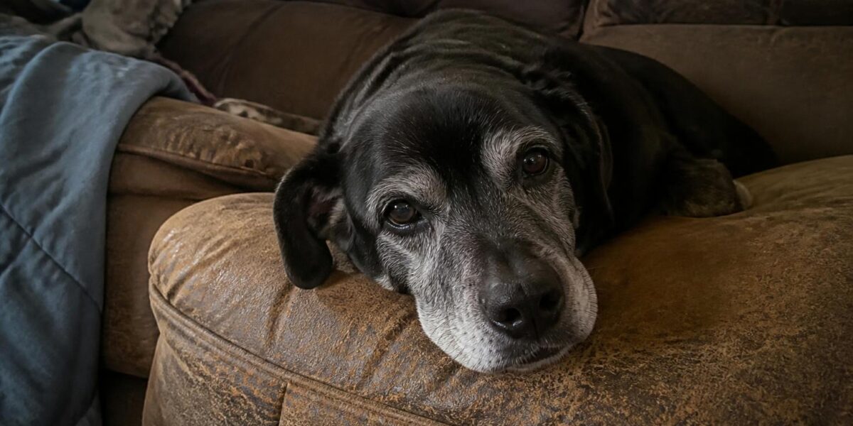 Senior Dog Care: Health Tips, Diet & Keeping Older Dogs Happy