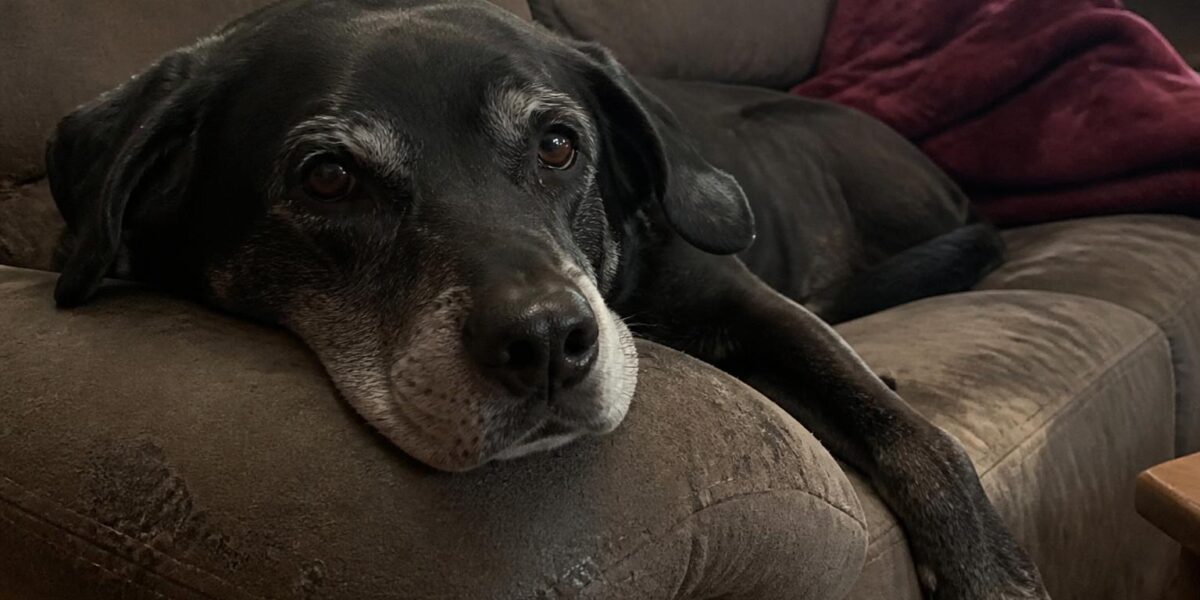 Senior Dog Exercise: Keeping Older Dogs Active and Safe
