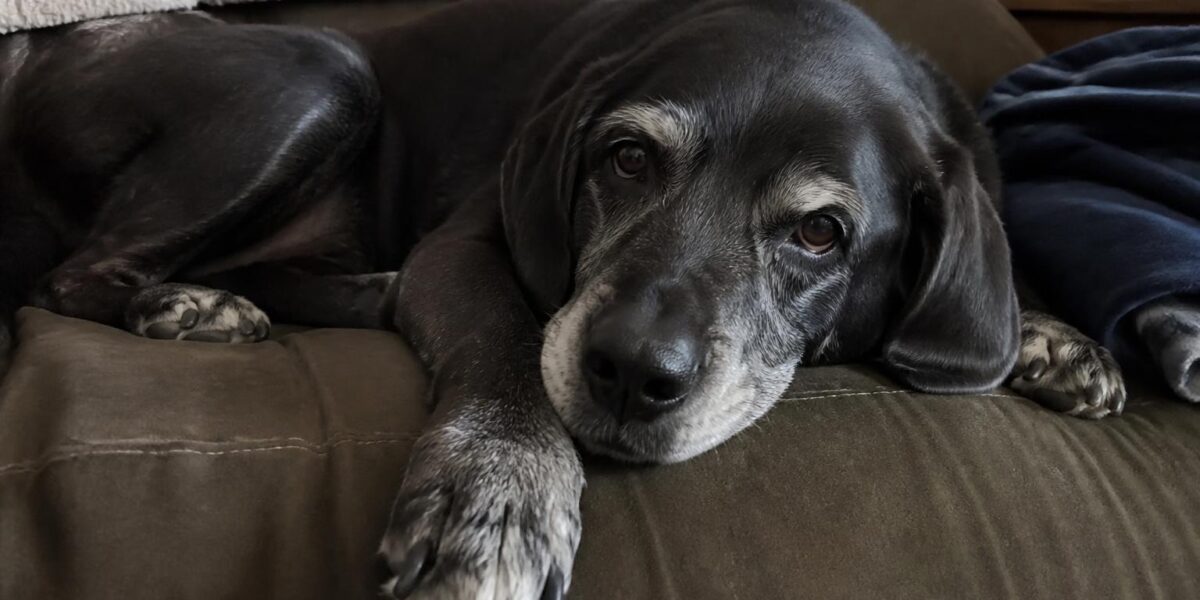 Senior Dog Incontinence: Causes and Management