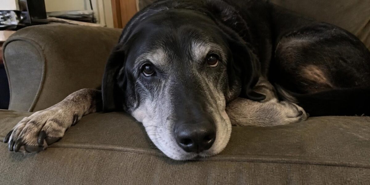 Senior Dog Monthly Care Cost: Reality Check