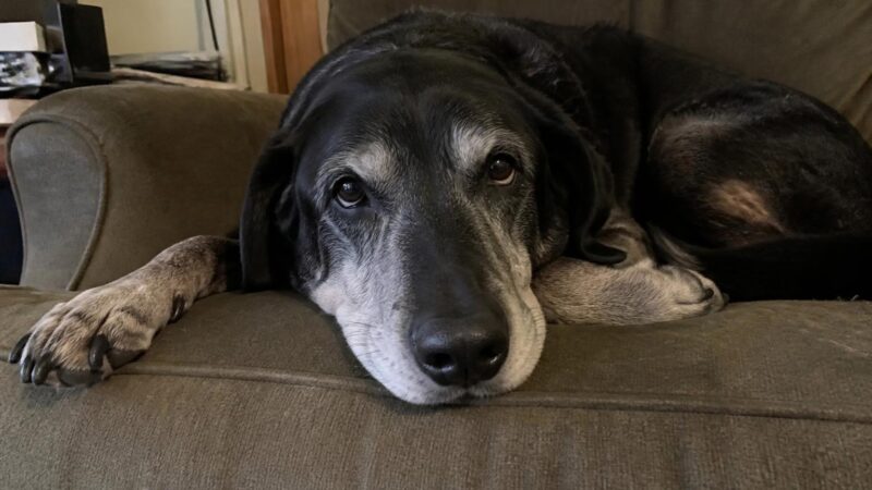 Senior Dog Monthly Care Cost: Reality Check