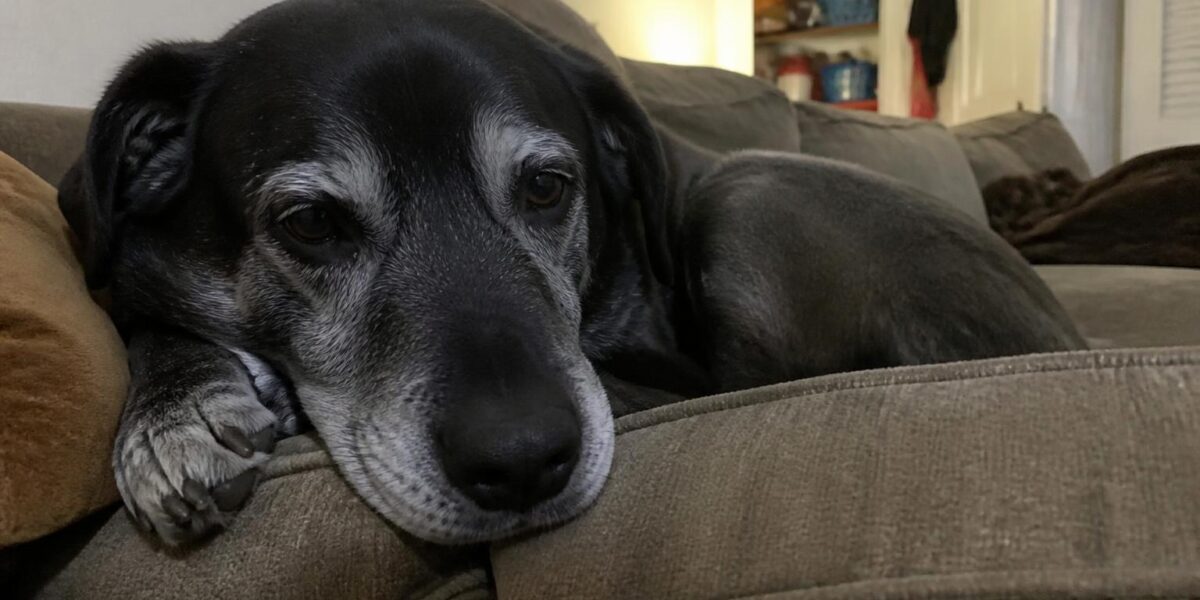 Senior Dog Nutrition: Diet Adjustments for Aging Dogs