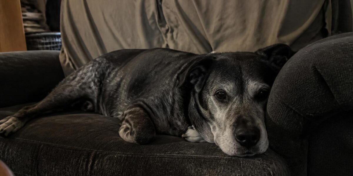 Senior Dog Rescues: A Quiet but Mighty Network