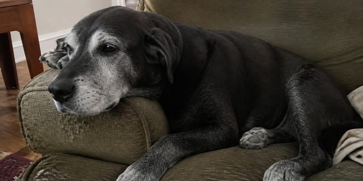 Senior Dog Vision Loss: Helping Your Dog Adapt