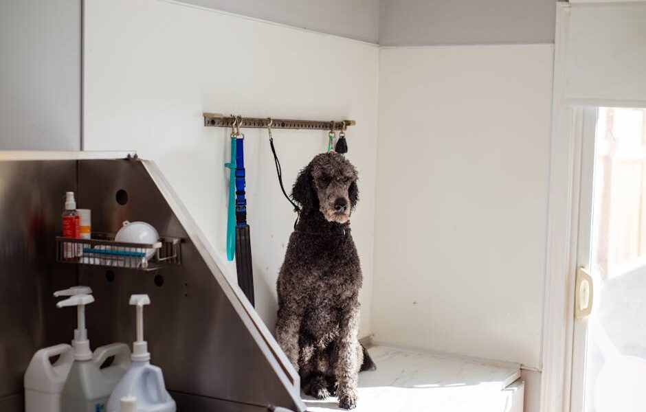 A poodle sits patiently in a pet salon, ready for grooming. Indoor shot with grooming tools around.
