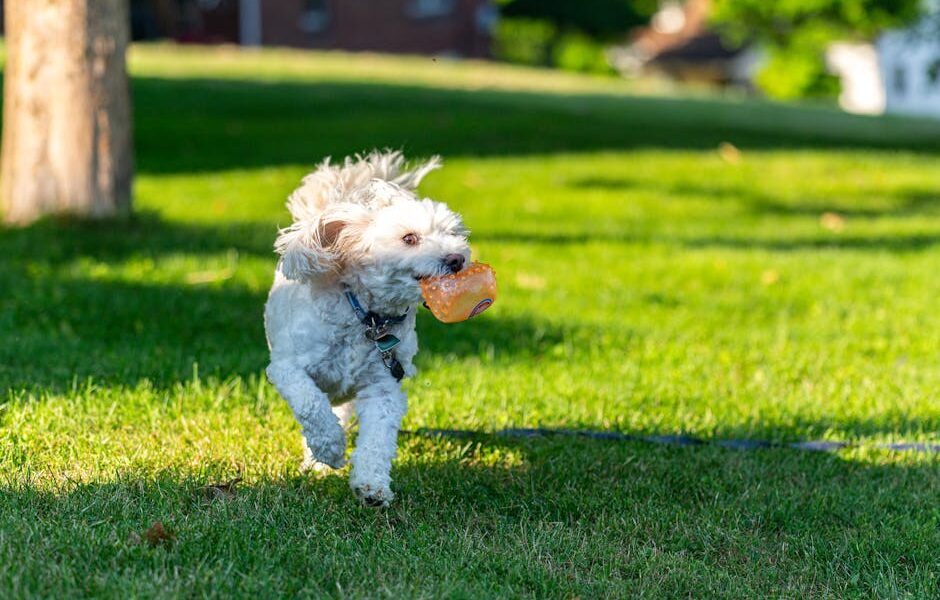Active poodle enjoying a sunny day outdoors, running on grass with a toy in Canonsburg, PA.