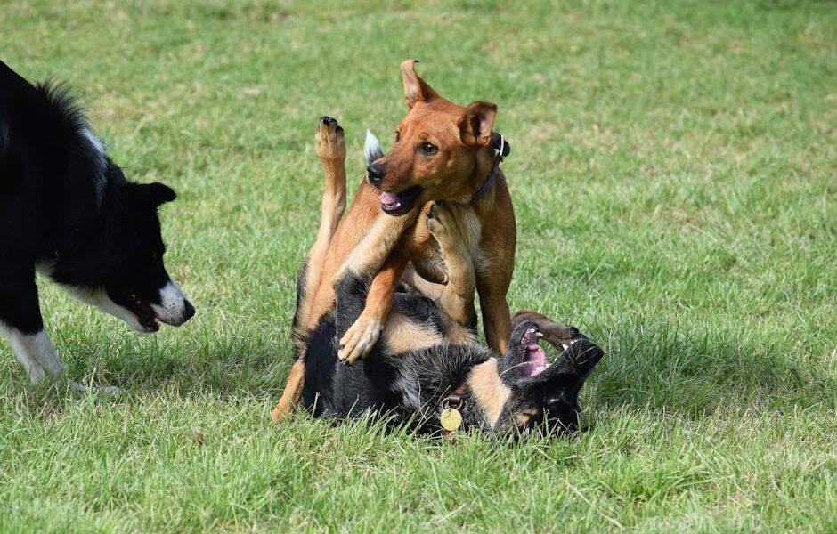 Three playful dogs having a fun time outdoors on a sunny day.