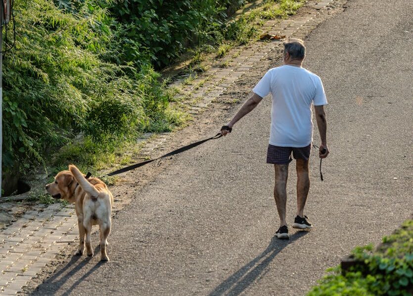 A senior man walking a Labrador Retriever on a sunny day along a tree-lined path.
