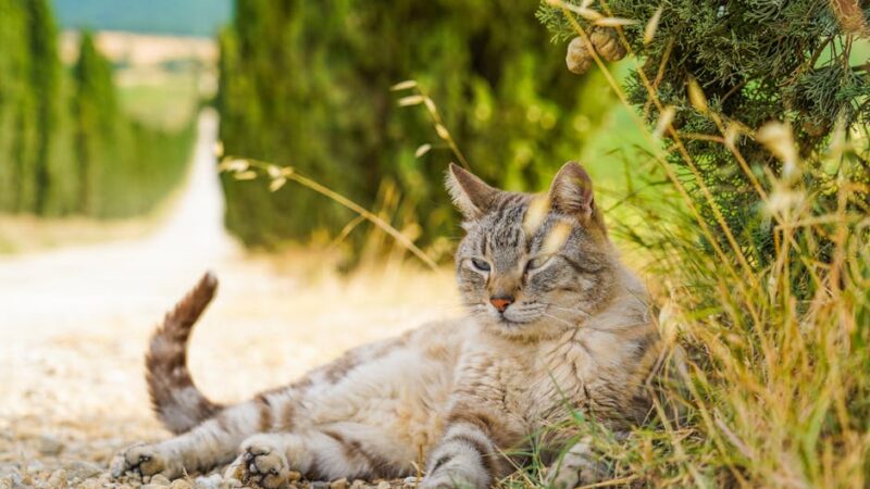 A tabby cat lying on a gravel road in the picturesque Tuscany countryside on a sunny day.