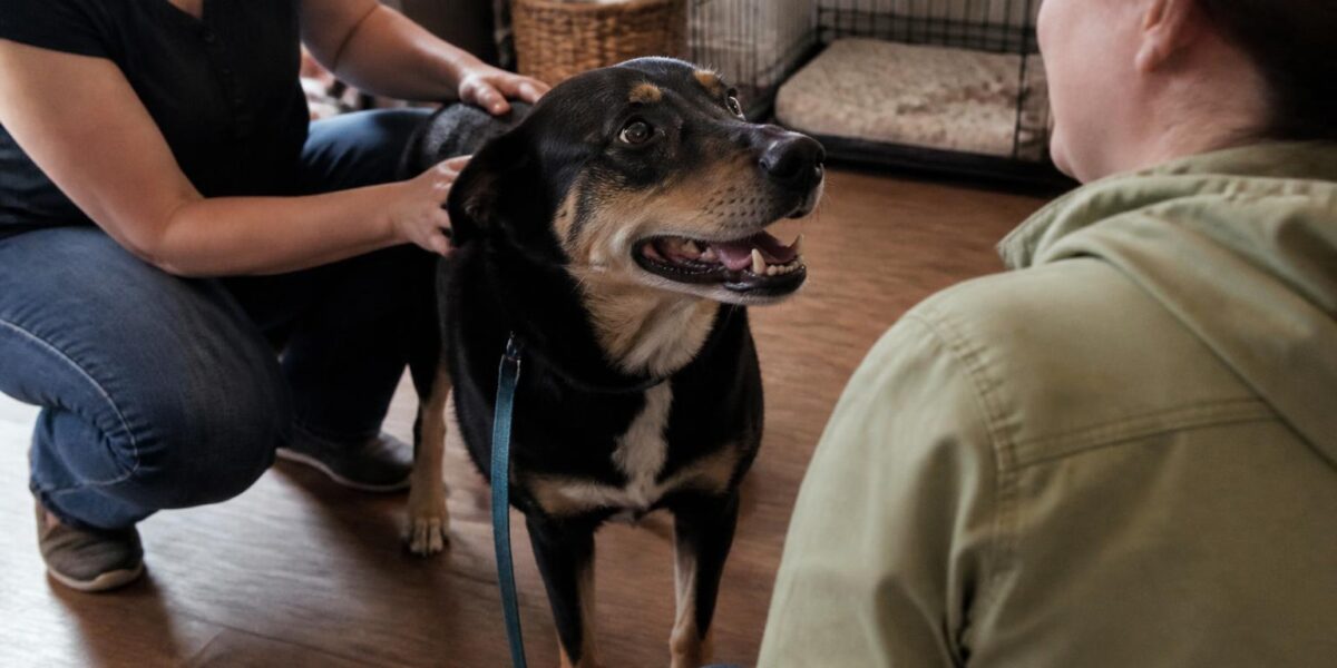 Shelter-Based Rescue: How Brick-and-Mortar Shelters Operate