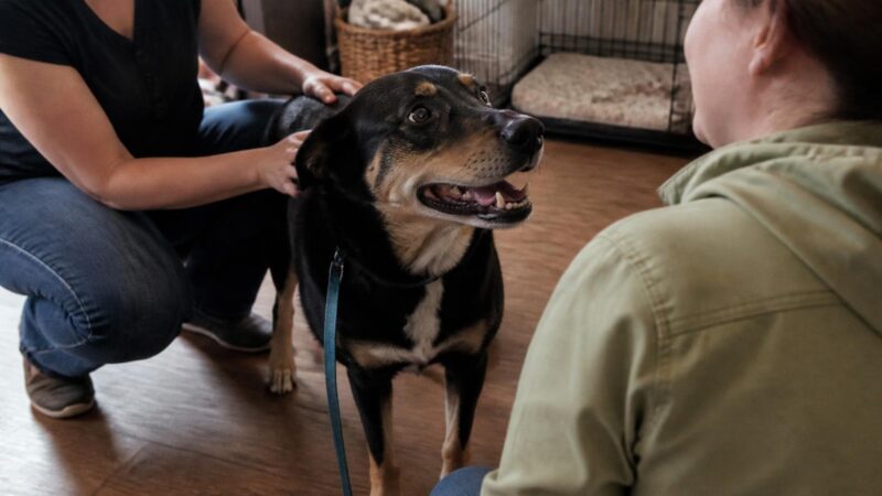 Shelter-Based Rescue: How Brick-and-Mortar Shelters Operate