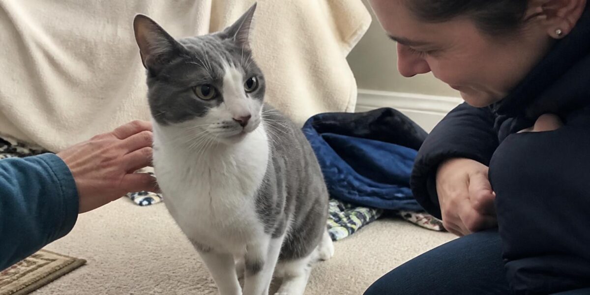 Shelter Cat Adoption Guide: What to Know