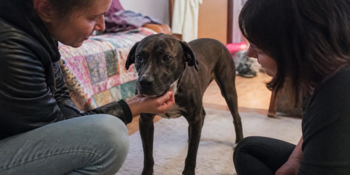 Shelter Ringworm Management at Scale: Diagnosis, Treatment, and Clearance