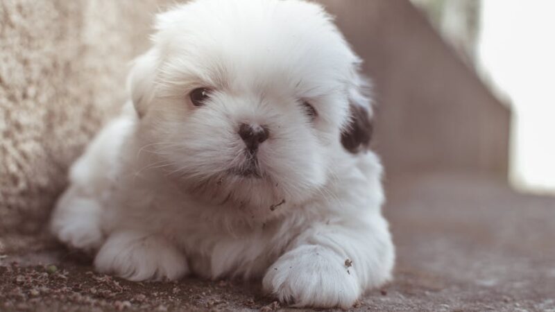 Cute fluffy white puppy lying on a pavement, calm and relaxed.