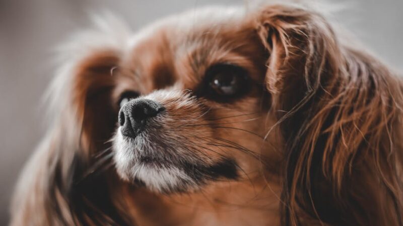 A close-up shot of a Cavalier King Charles Spaniel with a fluffy coat and expressive eyes.