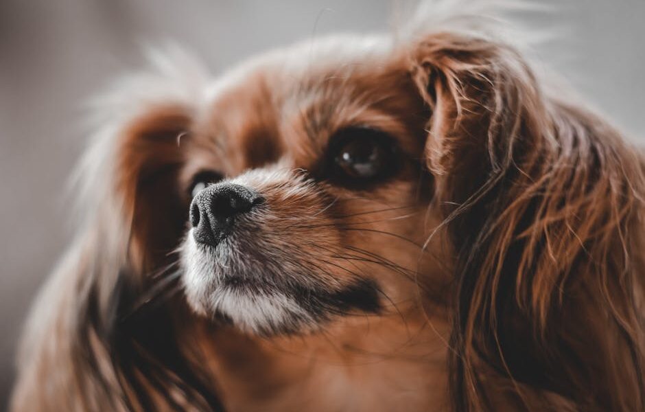 A close-up shot of a Cavalier King Charles Spaniel with a fluffy coat and expressive eyes.
