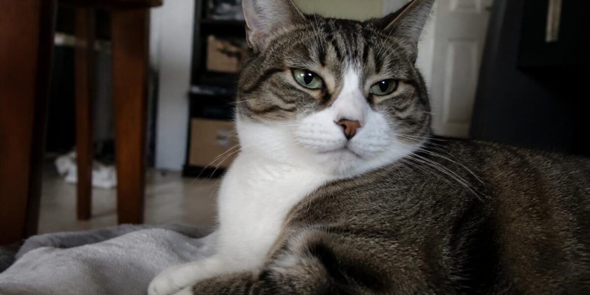 Siberian Cat Care Guide: Hypoallergenic Coat and Health