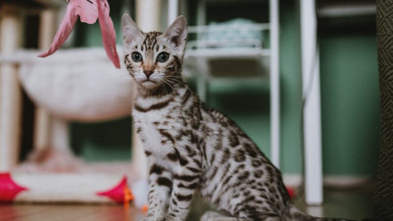 Adorable Bengal kitten playing indoors with pink feather toy.