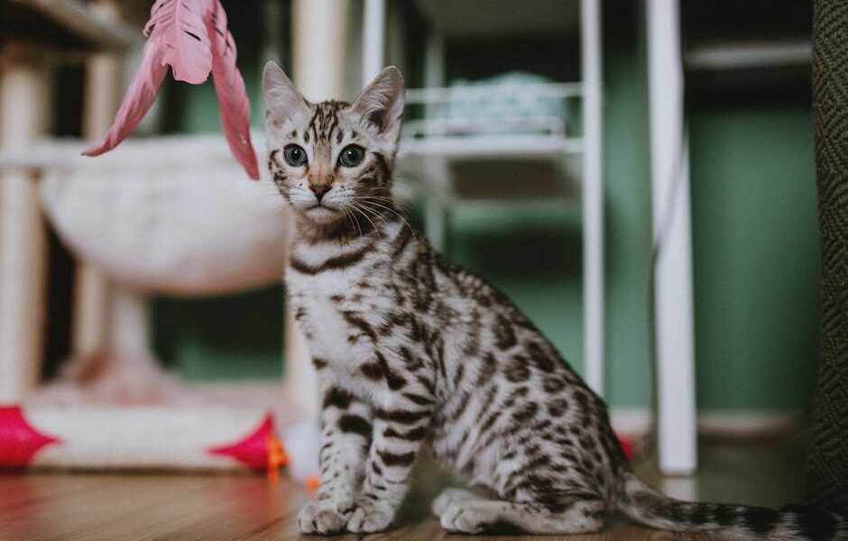Adorable Bengal kitten playing indoors with pink feather toy.