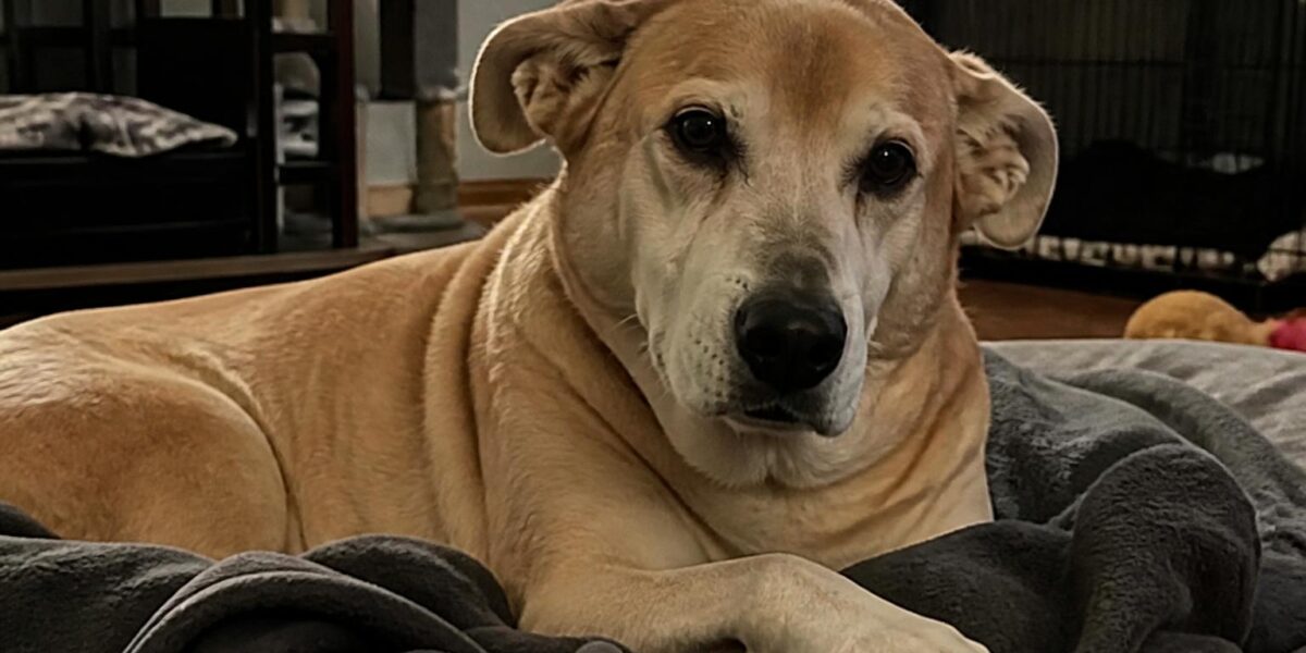 Singapore Pet Adoption Success Stories: Real Transformations
