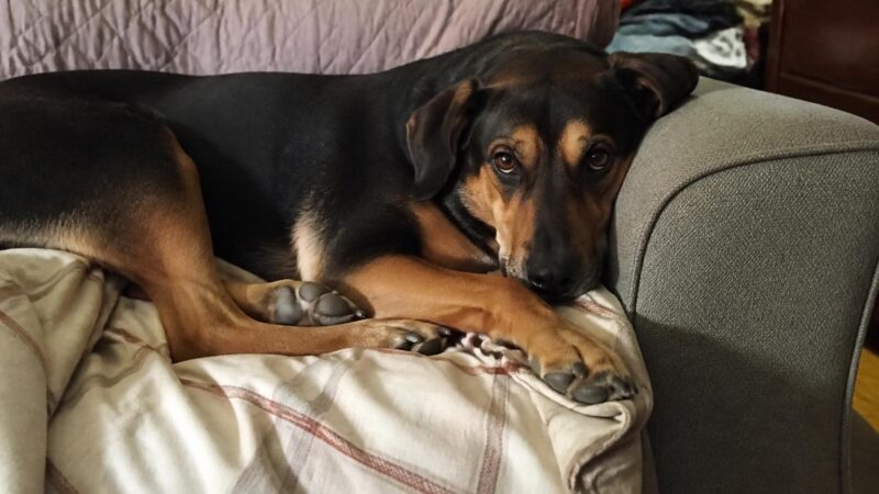 Singapore Pet Import Permit: AVS Application Process