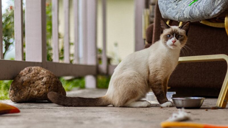 A Siamese cat sitting on a porch surrounded by various objects, enjoying a peaceful day outside.