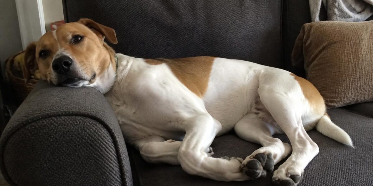 Single-Person Pet Adoption in Singapore: Solo Adopter Guide