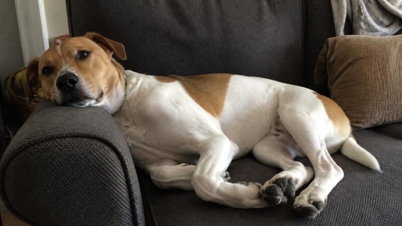 Single-Person Pet Adoption in Singapore: Solo Adopter Guide
