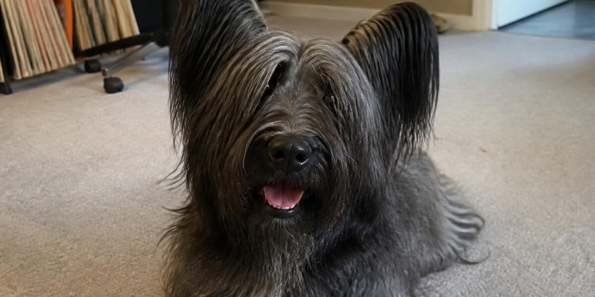 Skye Terrier Breed Profile: Scotland’s Endangered Loyal Companion