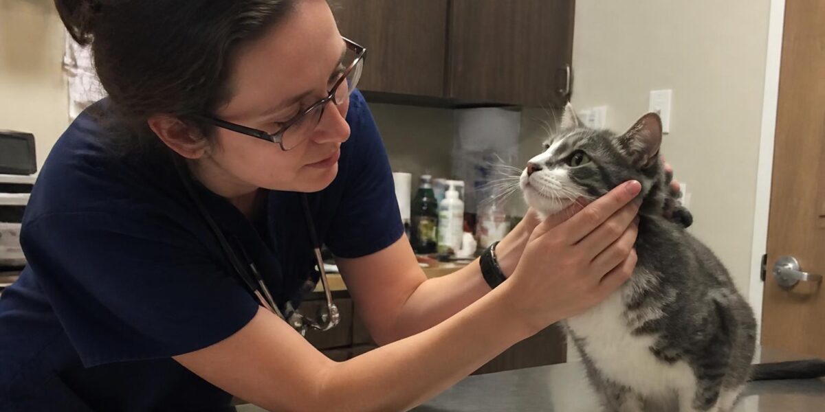 Small Cell Lymphoma in Cats: Low-Grade GI Lymphoma Treatment