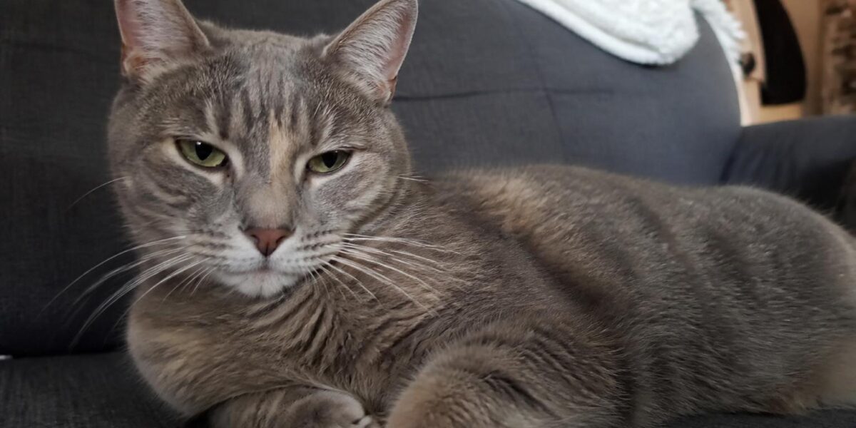 Small Pets Living Safely with Dogs and Cats
