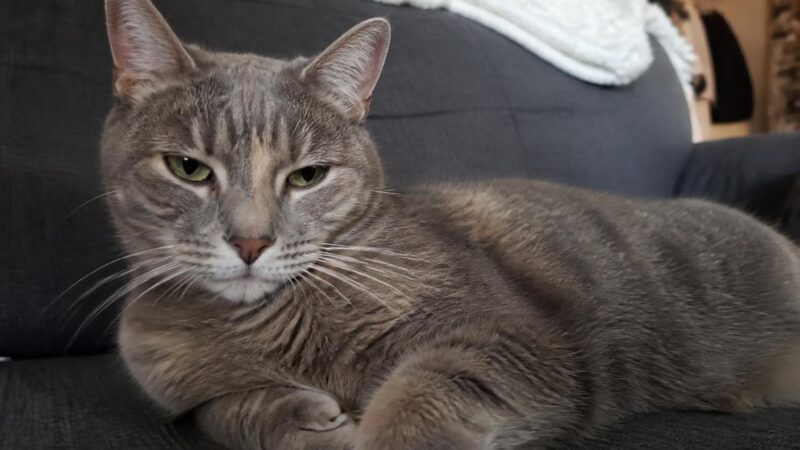 Small Pets Living Safely with Dogs and Cats