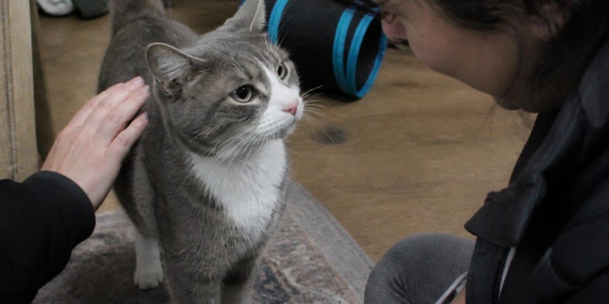 Small Space Cat Adoption: Vertical Setup and Enrichment