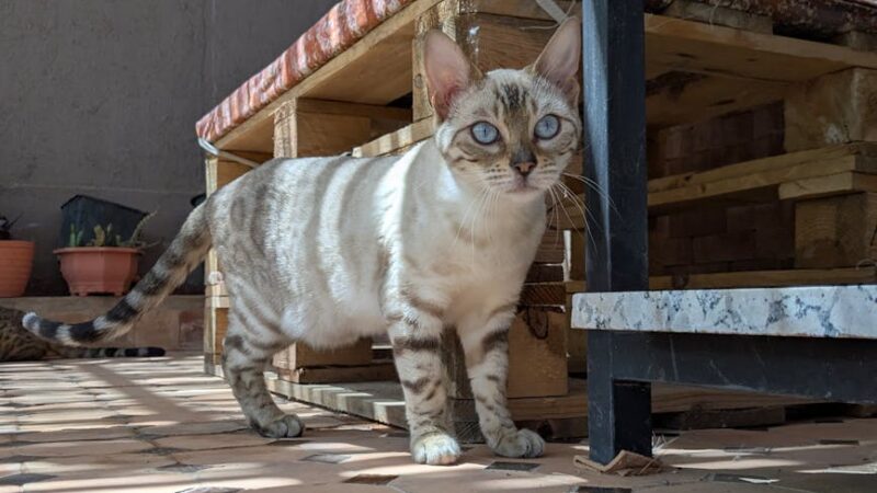 A Bengal cat with striking blue eyes stands on a sunlit patio, surrounded by earthy textures.