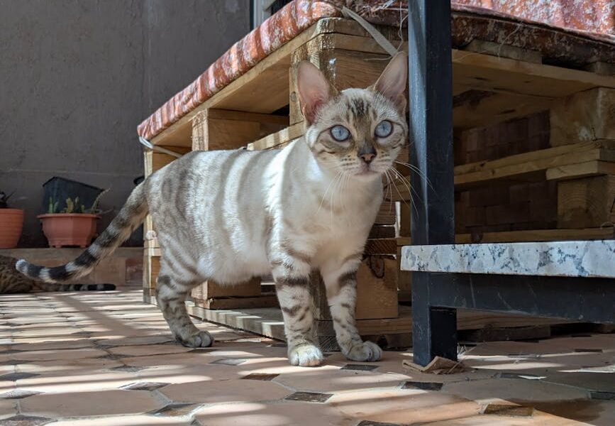 A Bengal cat with striking blue eyes stands on a sunlit patio, surrounded by earthy textures.