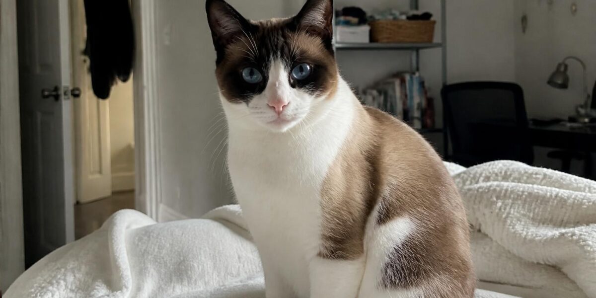 Snowshoe Cat: Blue-Eyed Breed Complete Guide