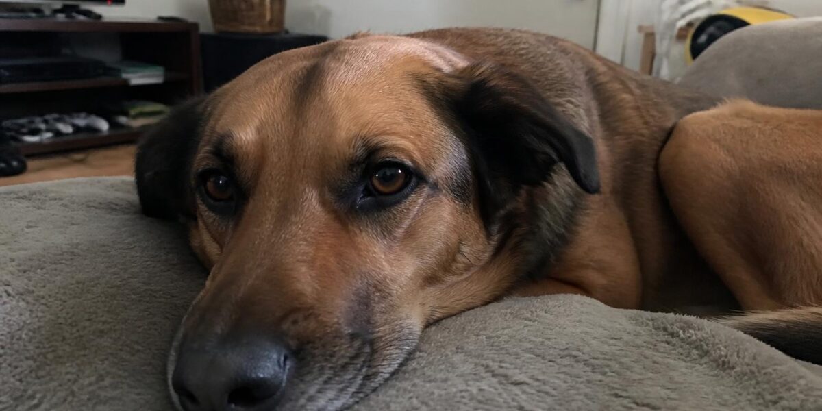How to Socialize an Adult Rescue Dog: Patience & Progress