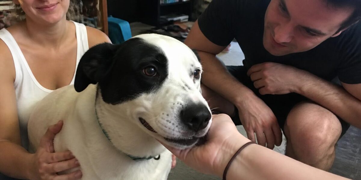 SOSD Singapore Adoption Guide: How to Adopt a Rescued Street Dog
