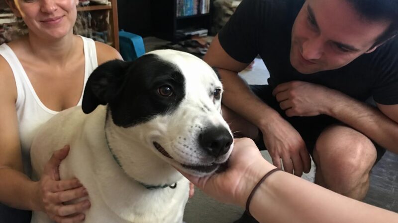 SOSD Singapore Adoption Guide: How to Adopt a Rescued Street Dog