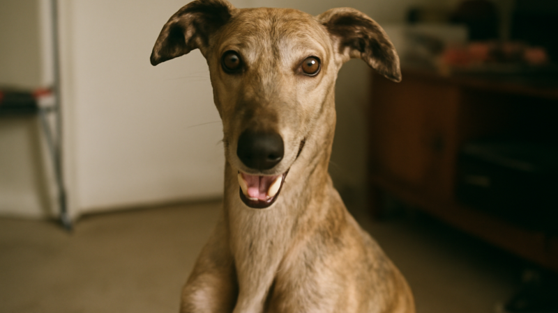 Spanish Galgo Breed Profile: Iberian Sighthound