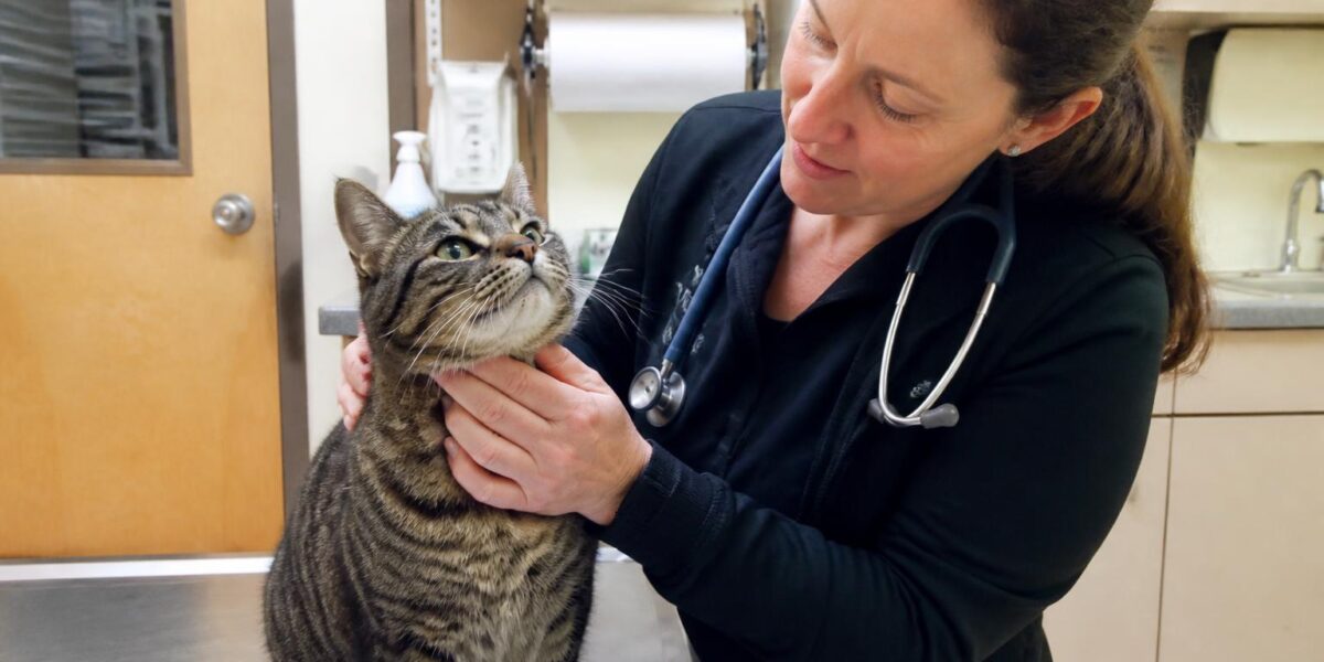 Squamous Cell Carcinoma in Cats: Skin Tumor Diagnosis and Treatment