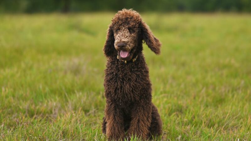 Beautiful brown Standard Poodle sitting happily in an open field of lush green grass.