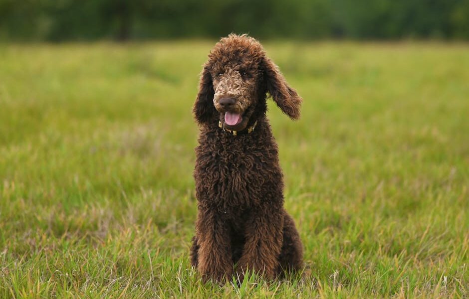 Beautiful brown Standard Poodle sitting happily in an open field of lush green grass.