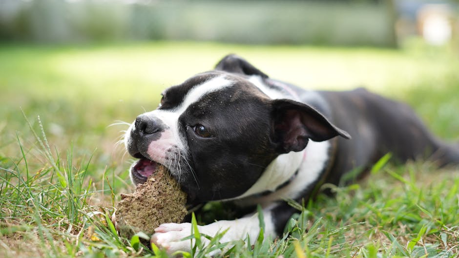 Adorable Boston Terrier puppy enjoying a playful moment chewing a stick in a lush grassy field.